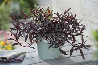 育碧《不羁联盟》玩家人数突破1100万