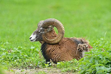 天美工作室洛杉矶与西雅图工作室组成Team Kaiju团队